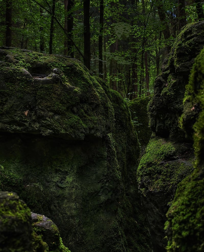 Enchanted Grove