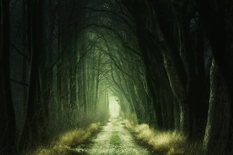 Enchanted Trails